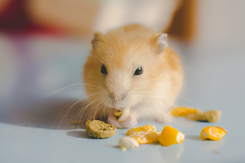 懒人都可以养个仓鼠吧,养一个小仓鼠吧