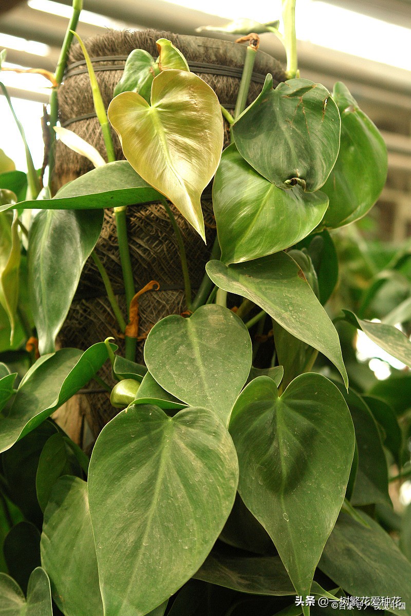 怎样才能把绿萝养得又绿又好,绿萝叶子绿怎么治