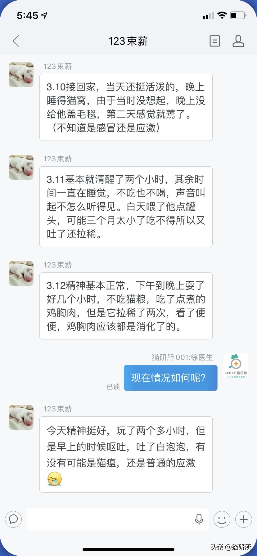 如何挑选一只健康的小猫咪,怎样快速得到小猫咪
