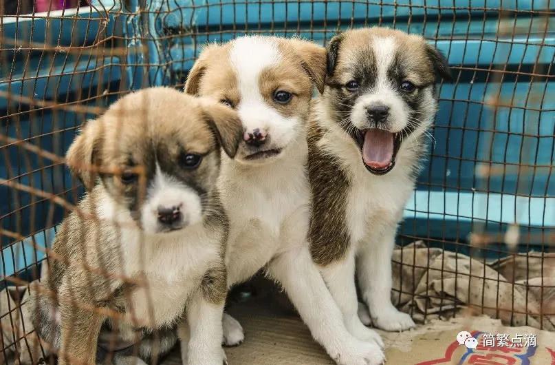 我想我家的哈里了