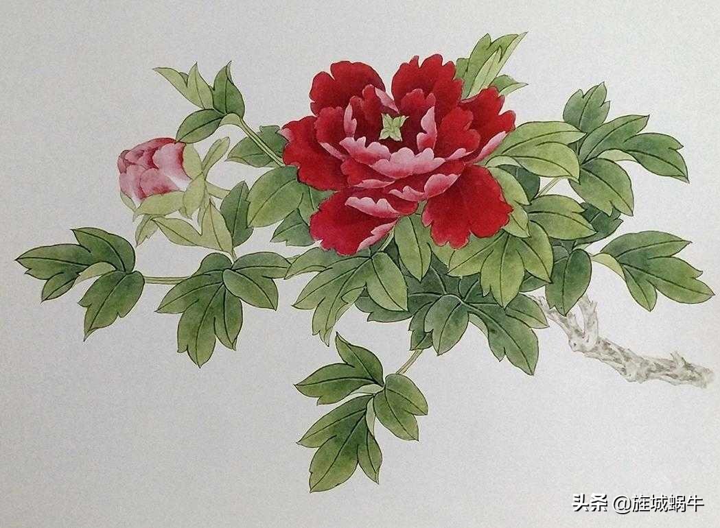 青龙卧墨池牡丹怎么养,青龙卧墨池牡丹形状