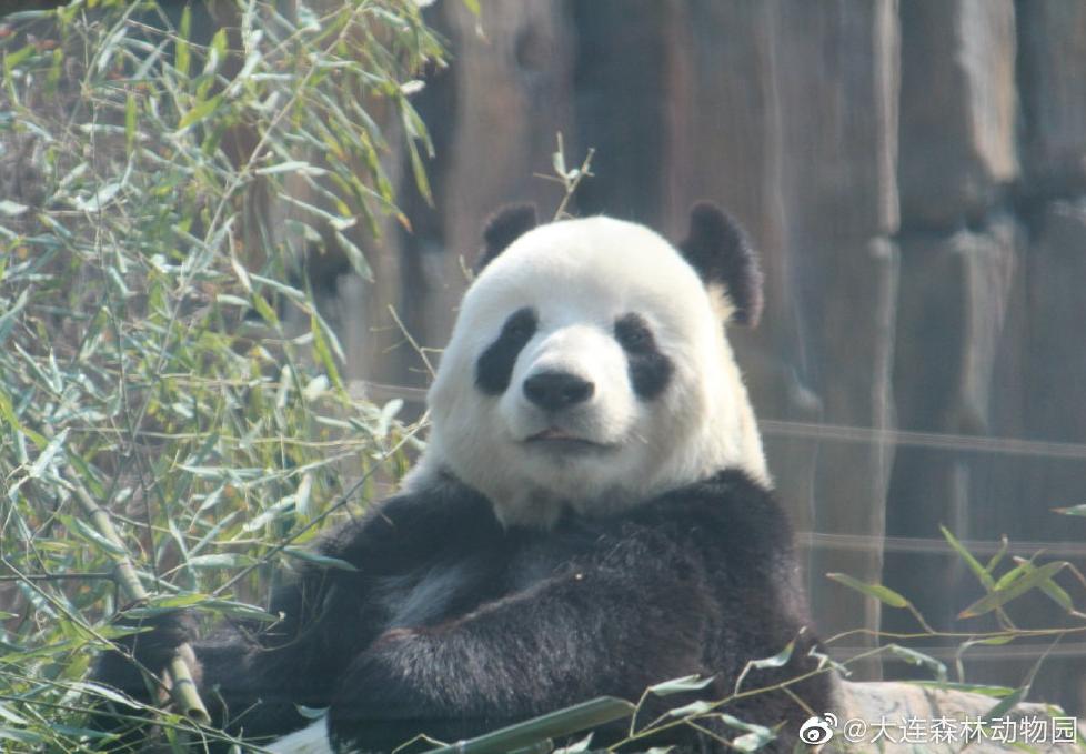 海滩再现绝美荧光海宛如蓝色星河,成都荧光海滩