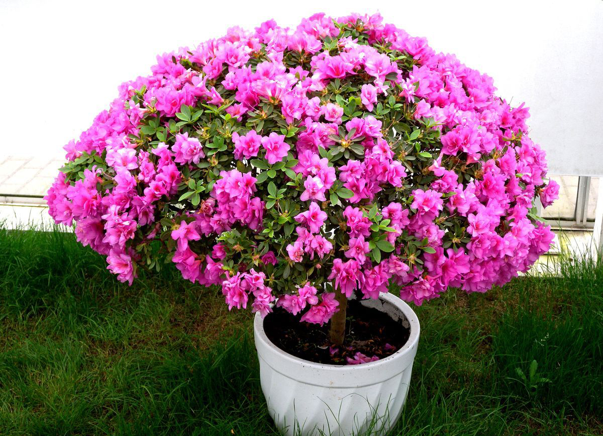 杜鹃长得不茂盛怎么办,杜鹃养花知识技巧和方法