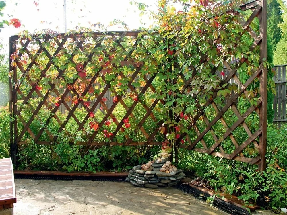 在庭院种葡萄怎么修枝,院子里最适合种哪个品种的葡萄