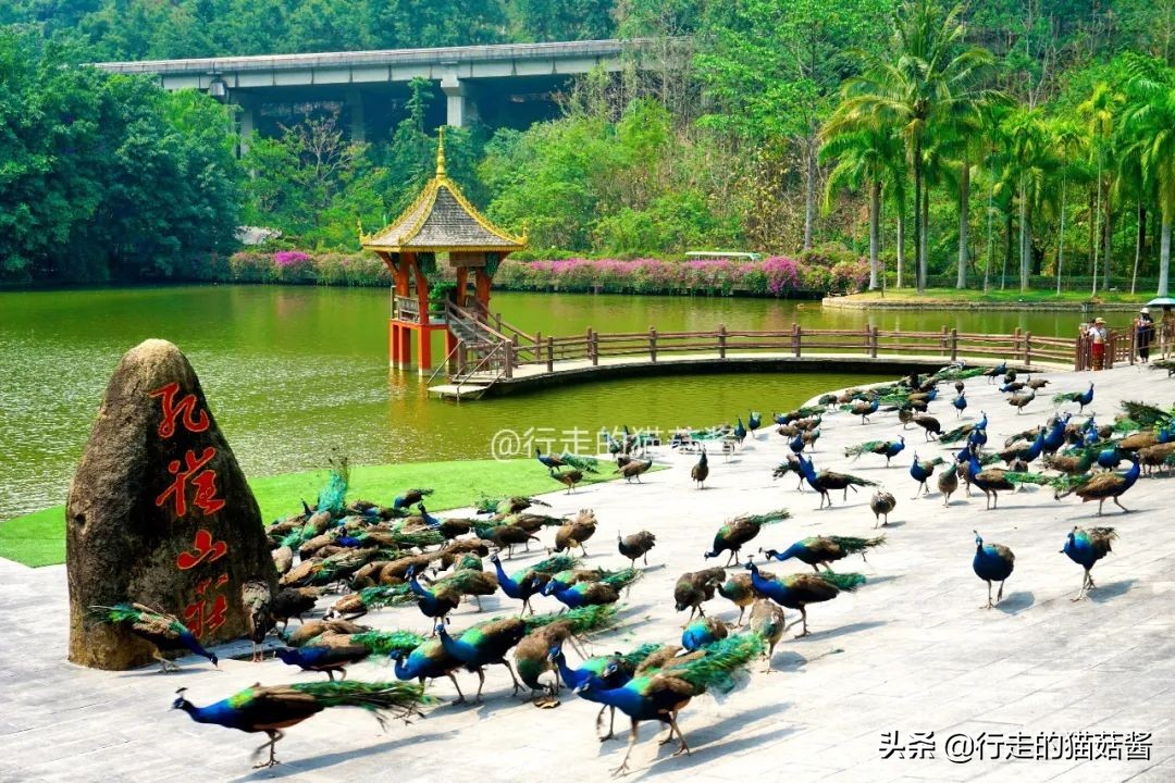 三刷西双版纳留给我的12个印象，聊聊这个宜居的边境小城