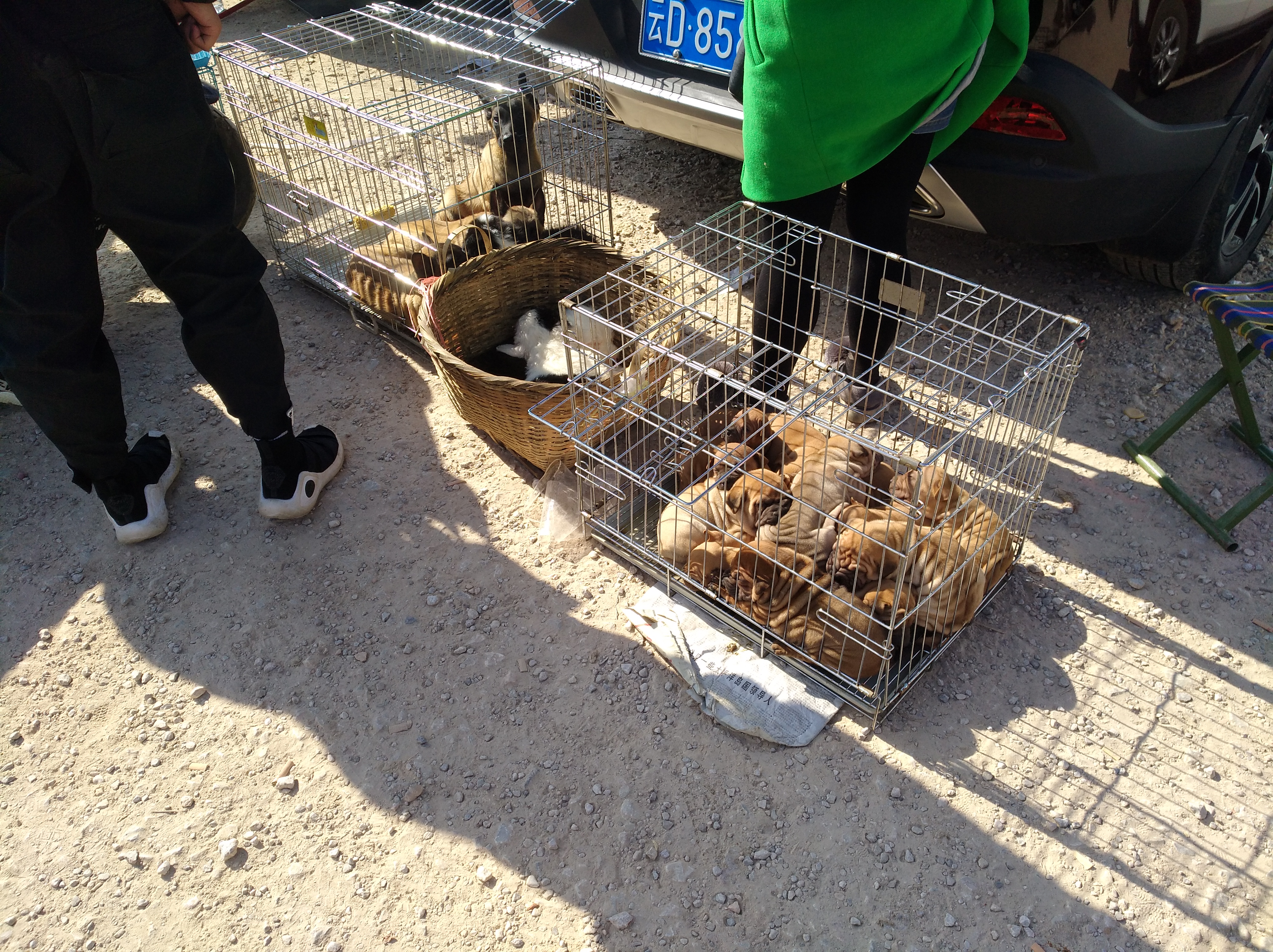 可爱沙皮小狗视频,沙皮幼犬多少钱一只