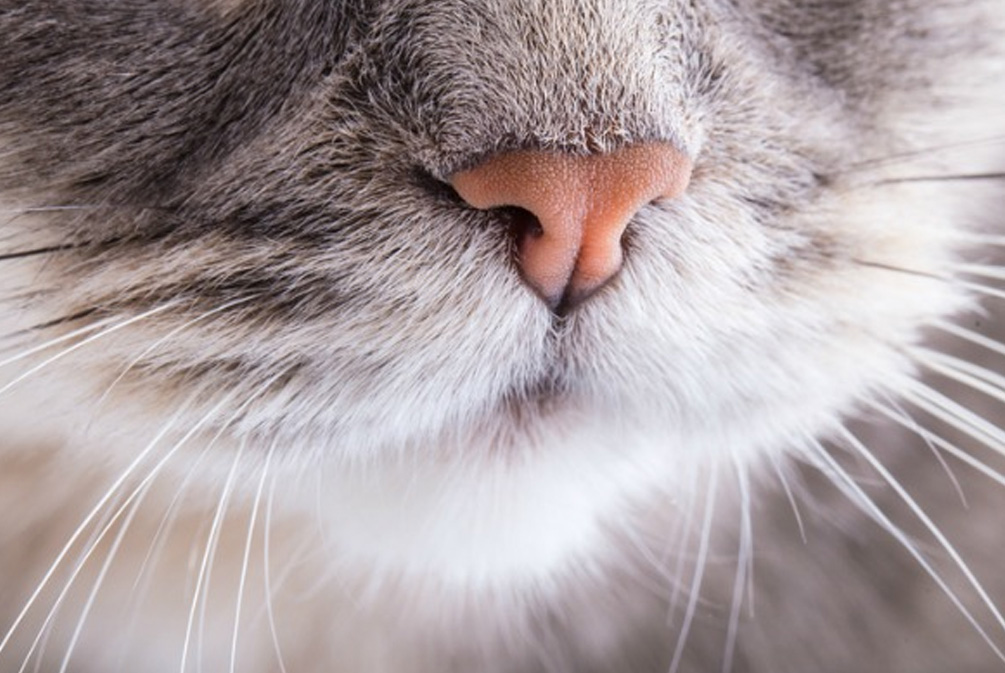 猫鼻子干燥嗜睡无精神不吃饭,猫鼻子干燥是什么原因