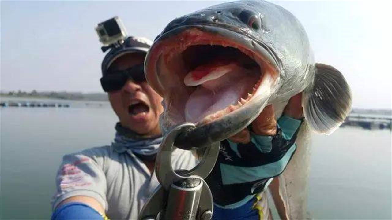 “蛇头鱼”在美国泛滥成灾，花费8亿美元治理，甚至不惜抽干湖水