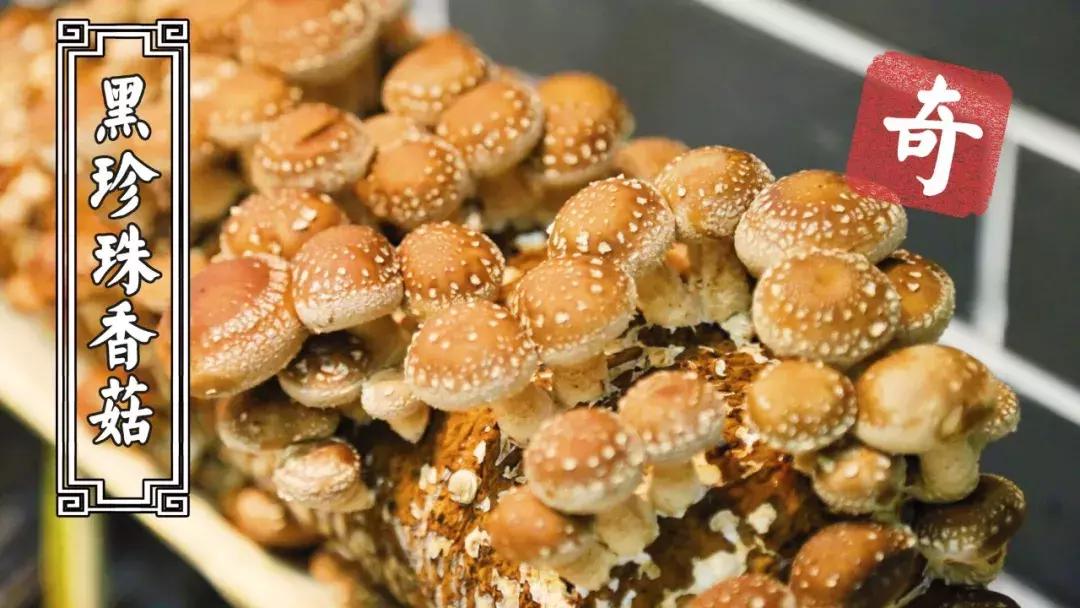 抖音188元火锅,古乐牛香牛杂火锅99元套餐温州