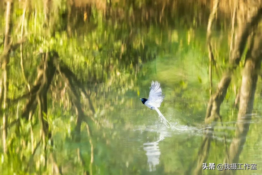 第16届国际摄影艺术展获奖作品,第29届全国摄影艺术展览作品集