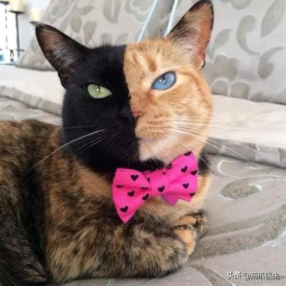 “你根本不爱猫，你就是馋它的身子！”