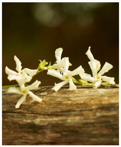 古驰香水繁花几个版本推荐,古驰花悦香水测评