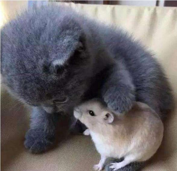 猫咪容易抓坏沙发怎么办,家里猫咪不养了怎么处理