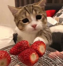 猫属于肉食动物一般不吃什么,猫咪是肉食动物为什么也吃饼干