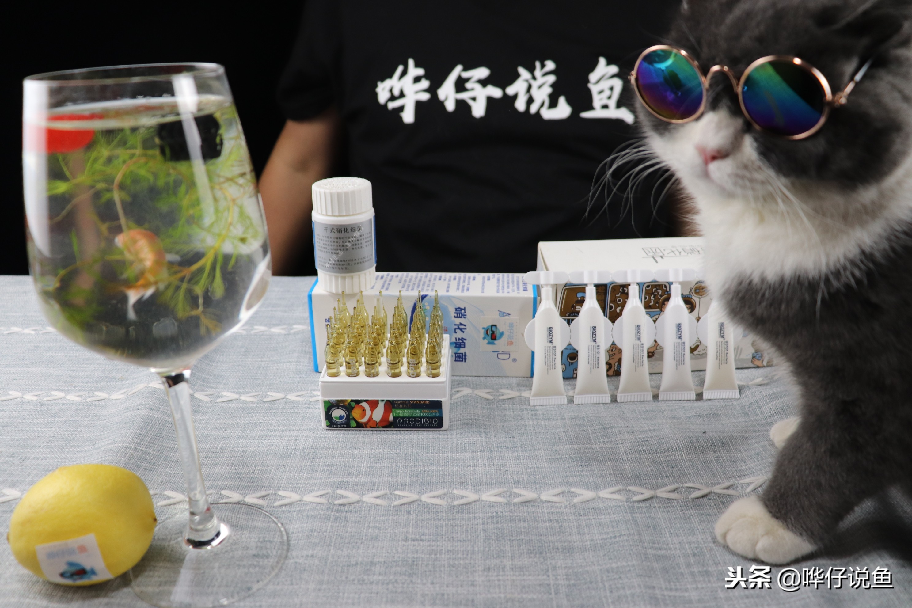 鱼缸爆氧24小时能培养硝化细菌吗,鱼缸硝化细菌培养用什么材质最好