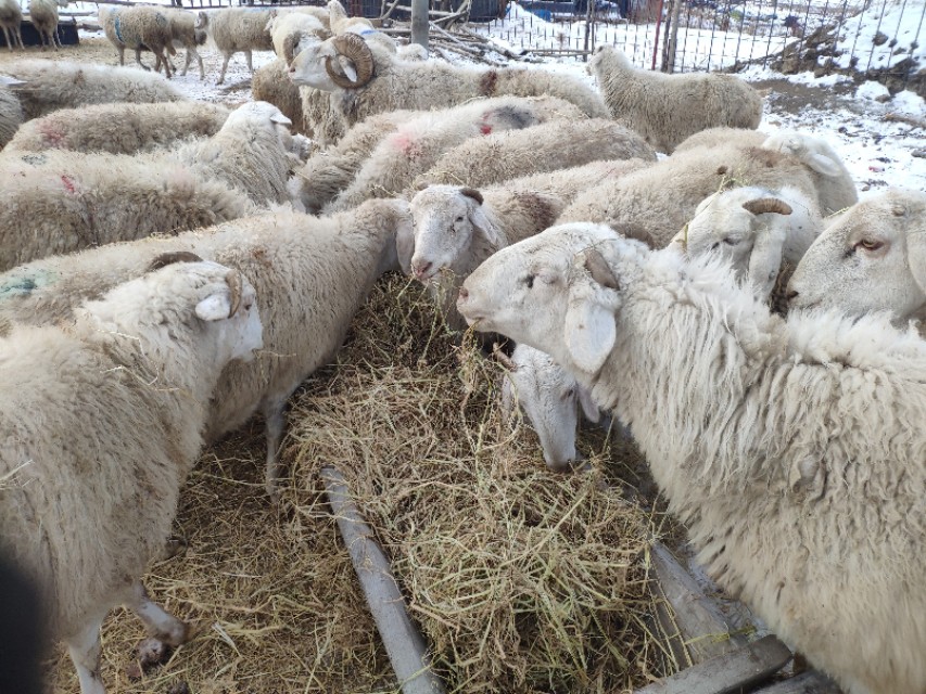 都说羊群感染布病很难缠,养羊人如何应对,兽医告诉你