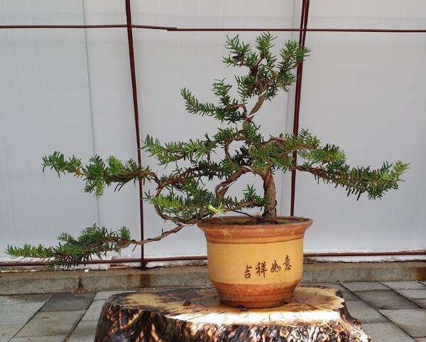 关于红豆杉的栽培与管理,观赏性红豆杉怎么修剪好看