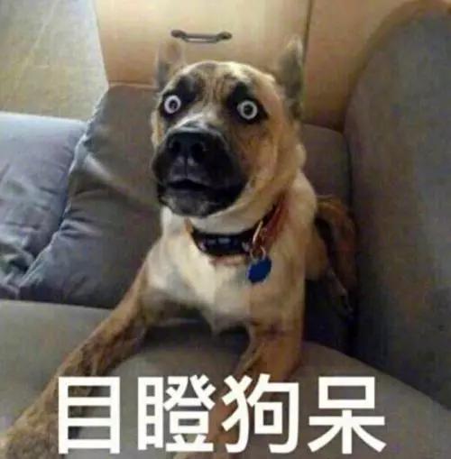 令人惊叹的狗狗品种你一定要了解,这些不常见的狗狗品种你认识几个