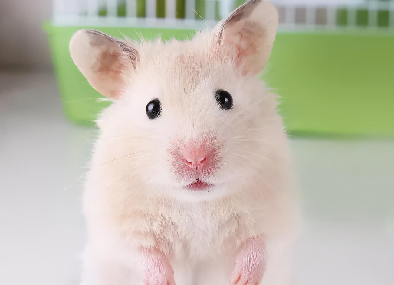 仓鼠咬人怎么办怎么驯服它,仓鼠咬人会不会打你