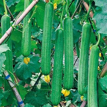 鑿滃惂,鑿滃惂鍐滀笟鏈潵鍙戝睍瓒嬪娍