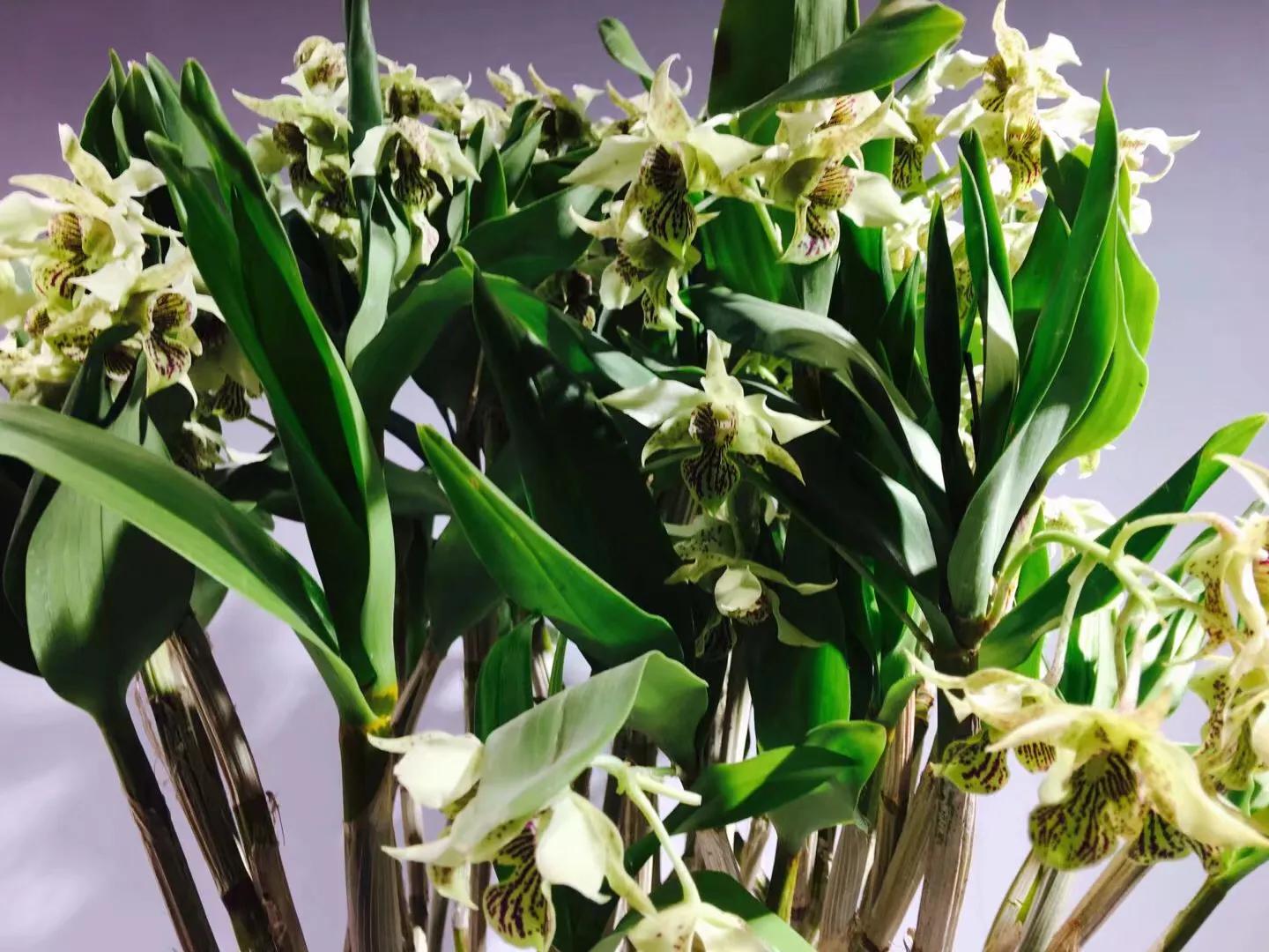 兰花最美的季节是冬季,北方冬季赏兰花