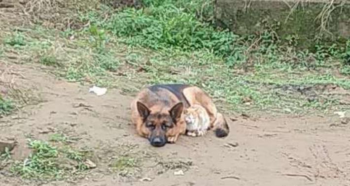 家有婴儿猫咪怎么办,家有宠物猫对婴儿有影响吗