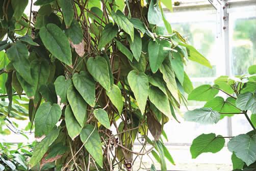 马兜铃科马兜铃属植物柔毛马兜铃,马兜铃目植物