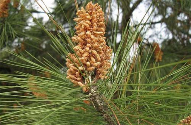 马尾松苗培育方法,马尾松培育基地