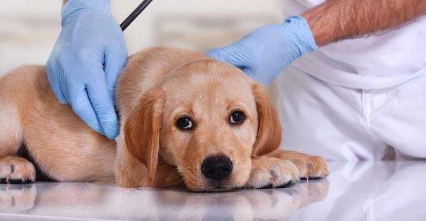 狗狗突发严重贫血,狗狗拉稀几天贫血