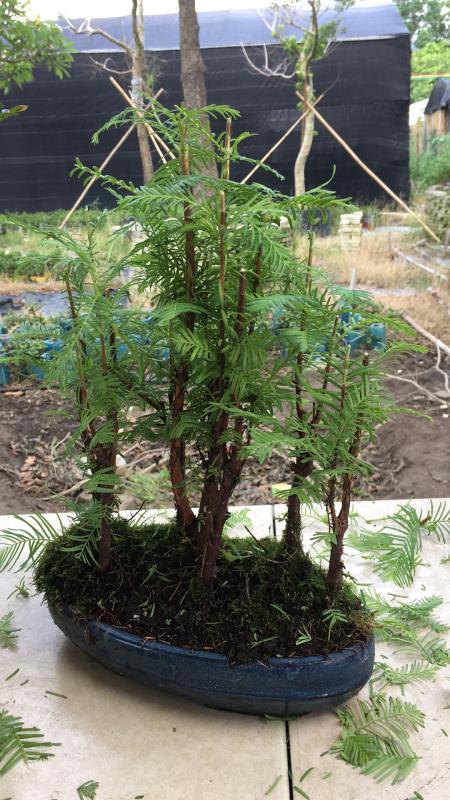 新手也能学会的修剪盆景技巧,枸杞盆景修剪技巧图解