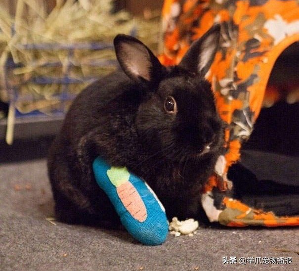 被萌化了的小动物,萌化了被宠物治愈的瞬间