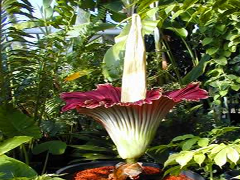 尸香魔芋什么时候迷惑胡八一,胡八一为什么没有被尸香魔芋迷惑