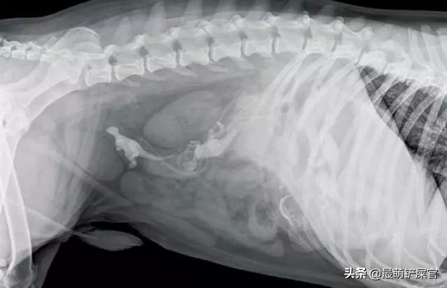 宠物医生x光片危害,医生用的x光