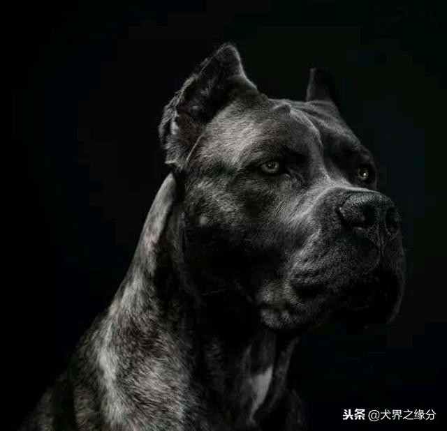 护卫犬有哪些是最厉害的护卫犬,盘点战斗力超高的五大护卫犬
