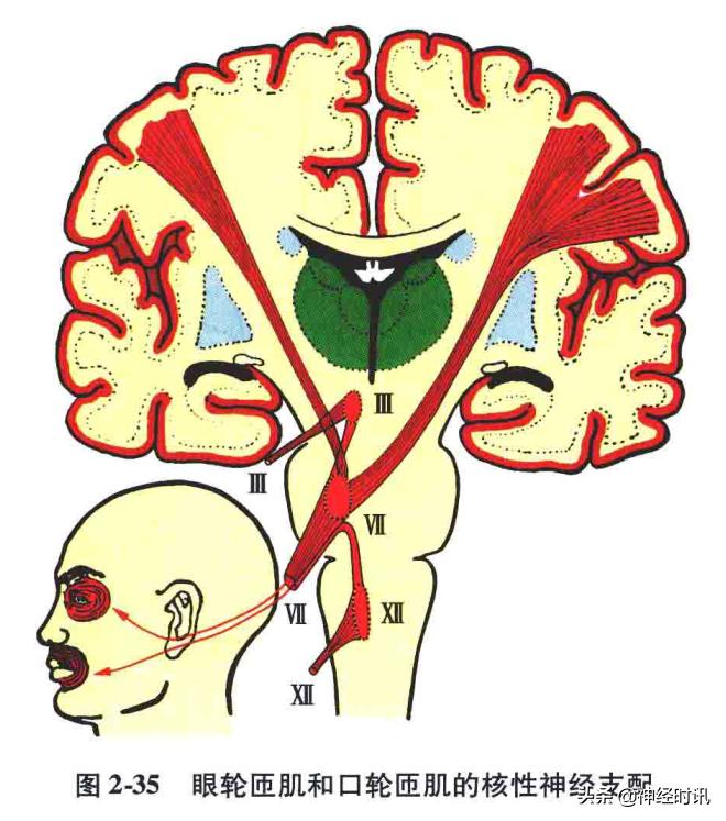 神经系统疾病定位诊断图解,神经系统定位定性诊断视频