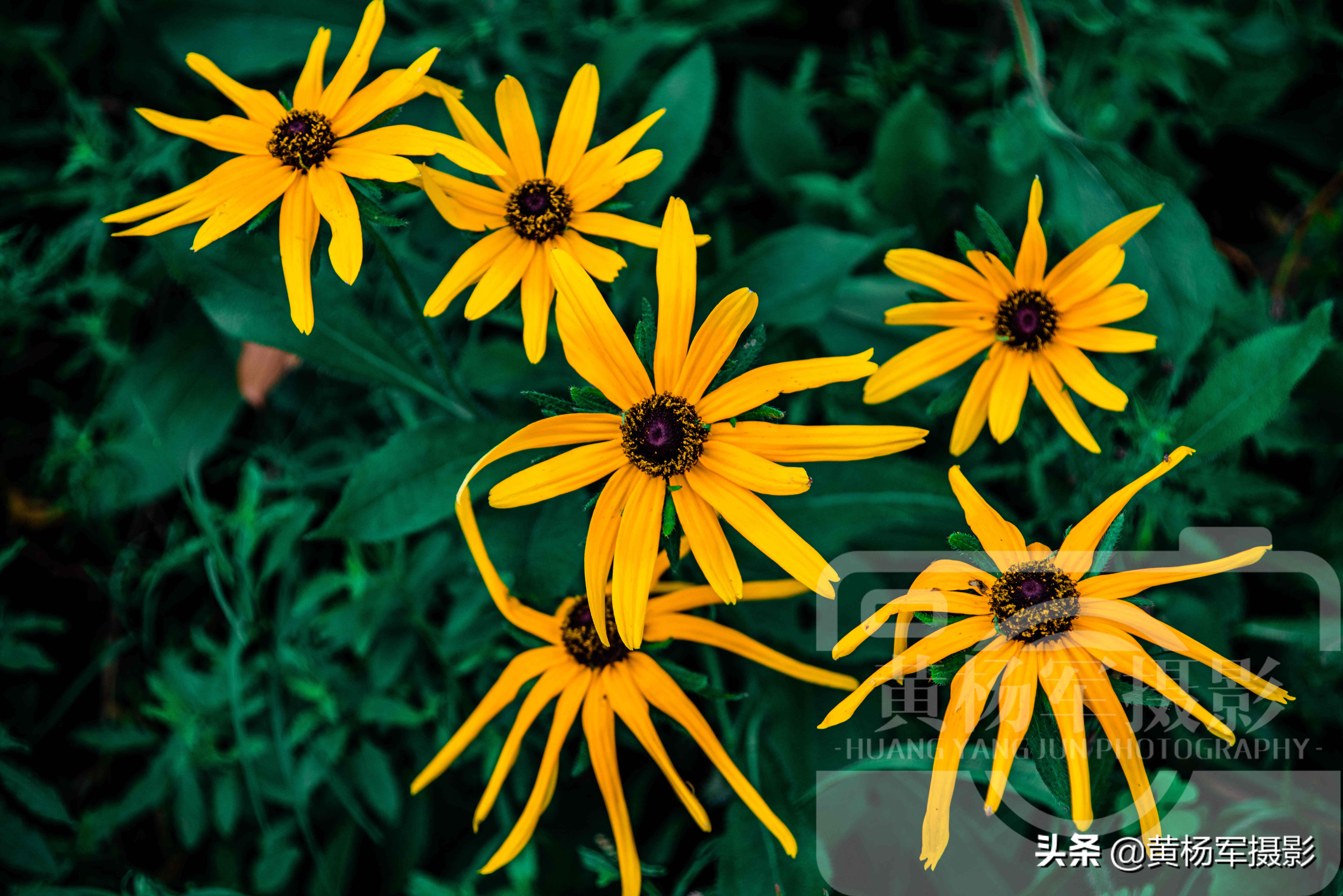 黑心金光菊和全缘金光菊的区别,宿根金光菊和黑心金光菊的区别