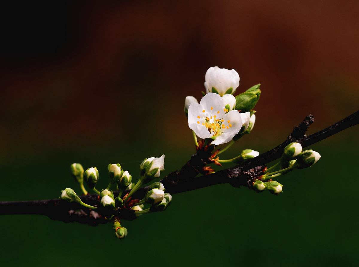 一叶障目一念菩提,一叶障目一念惑心