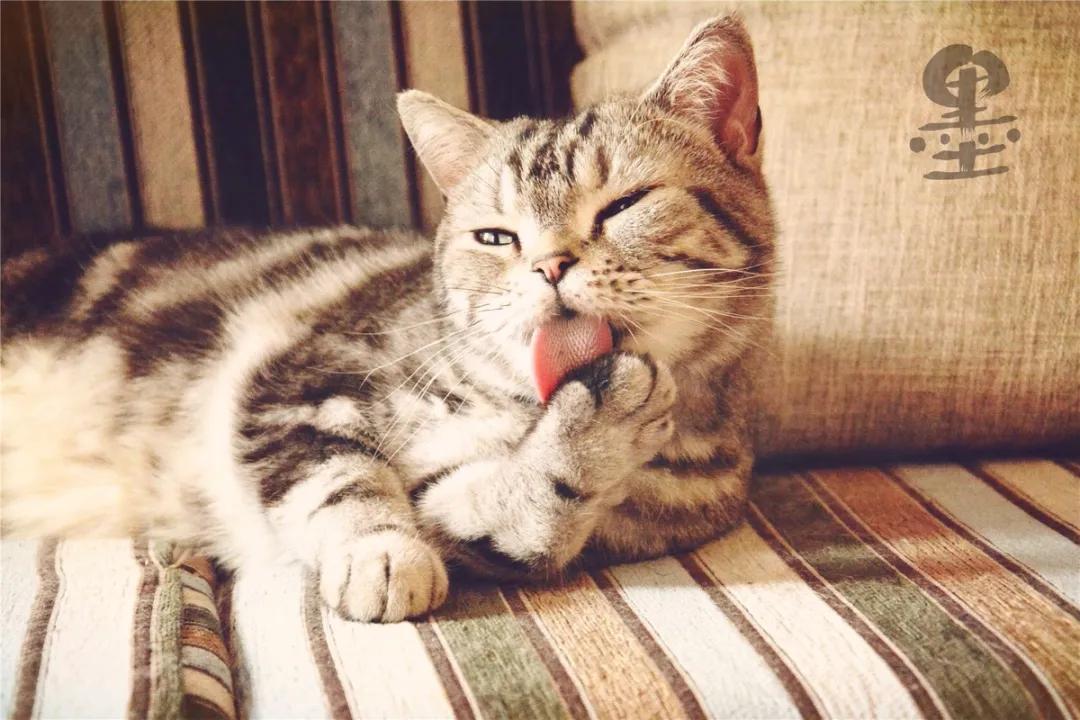 猫咪皮肤病症状图片大全头部,猫咪皮肤病为什么是黑的