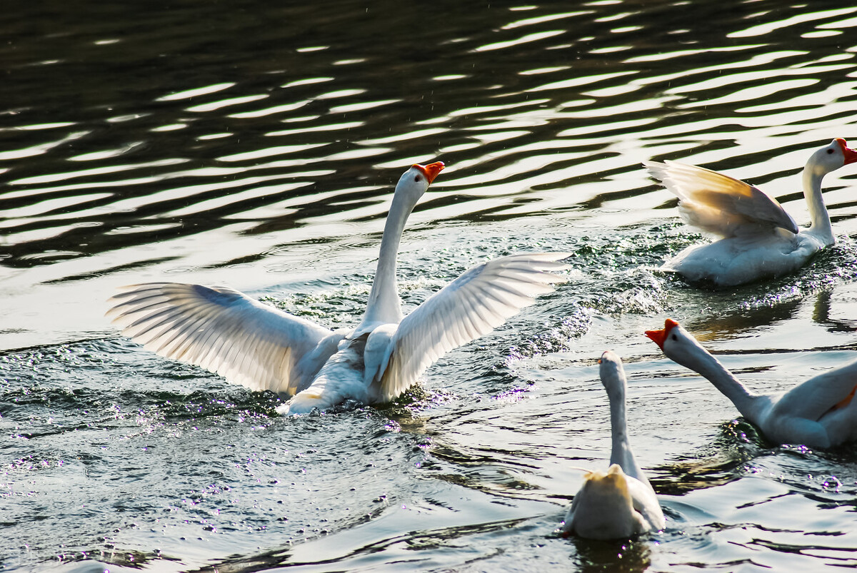 赔59万,咬成残疾,被称家禽界流氓!村霸大鹅,为何见谁都硬刚?