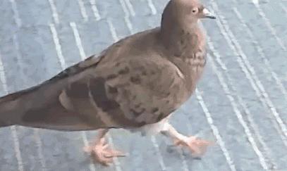 拿鸡当摄像机,拿鸡当摄像头