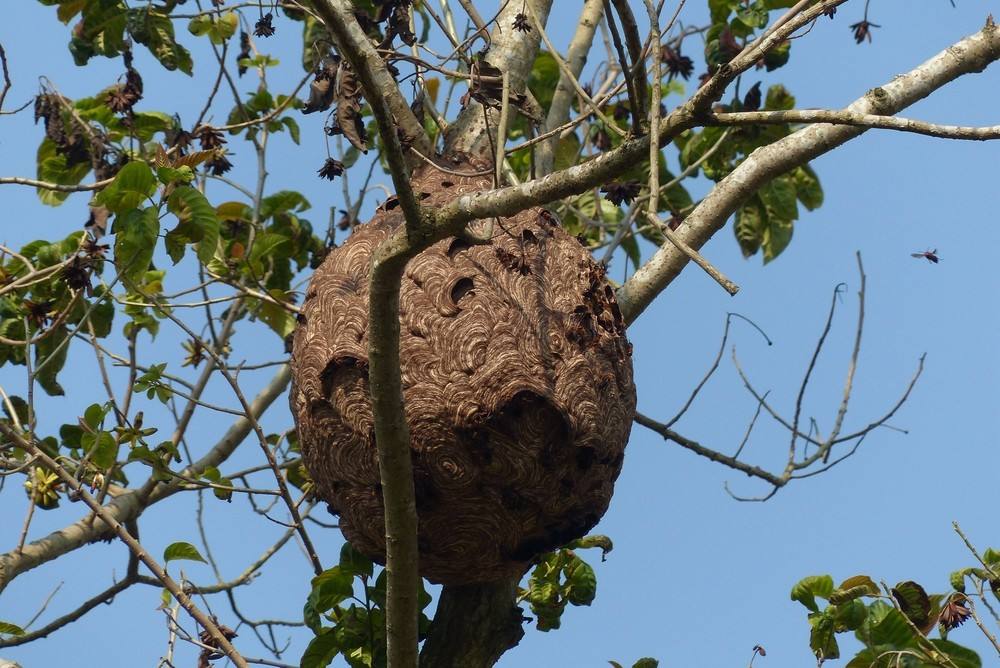 夏天遇到马蜂该怎么办,夏天如何避免马蜂
