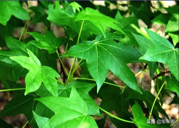 野外生存取饮用水方法,野外生存技巧之野外如何获得水