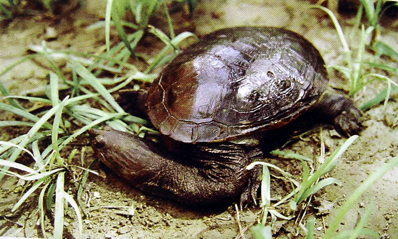 龟类纪录片,龟类图片