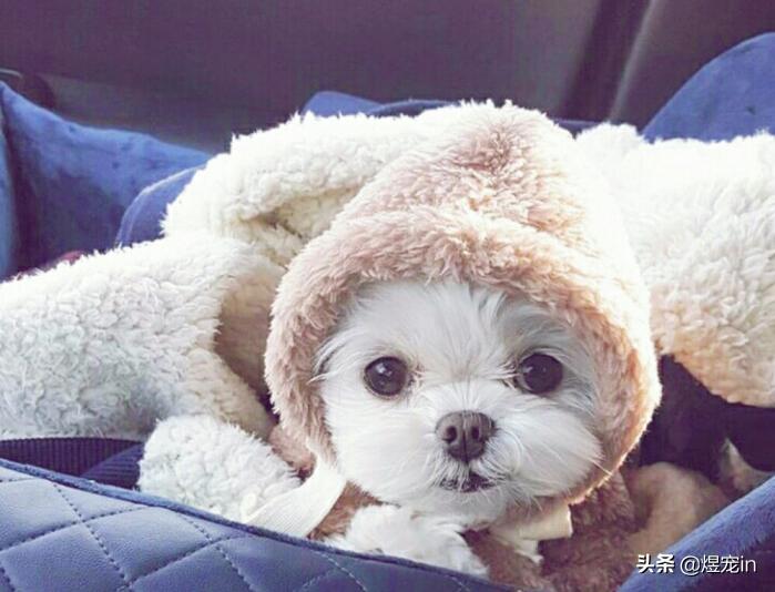 家里的狗狗拉肚子了怎么办,狗狗积食得了细小怎么办