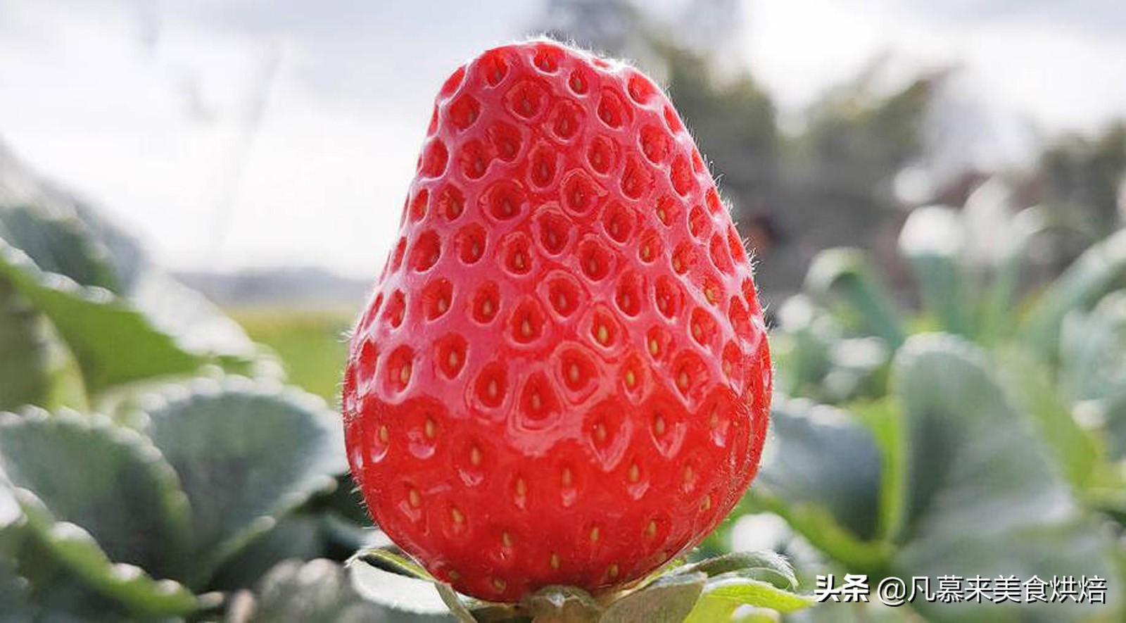 草莓哪个品种最好吃又好种,2018产量最好最大的草莓品种