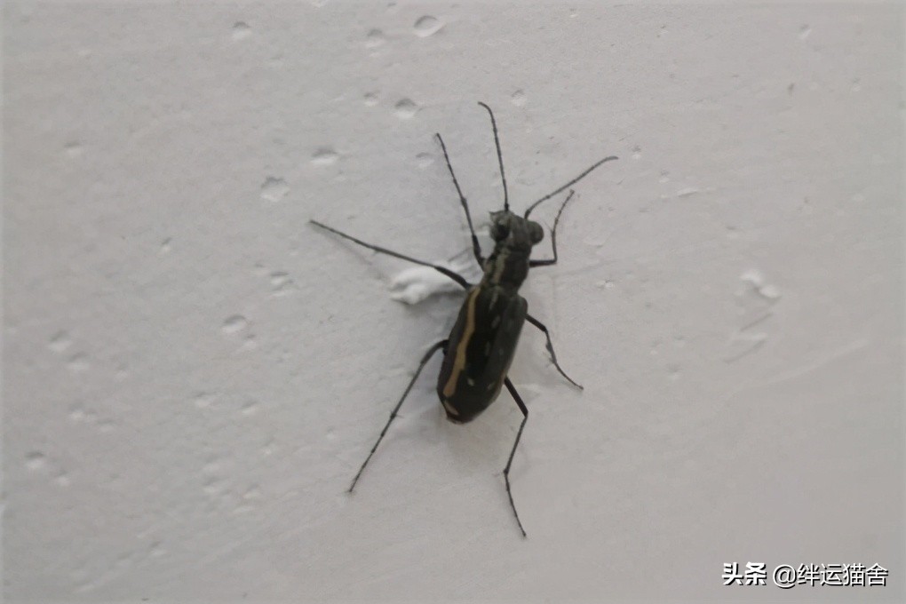 虎甲虫是害虫还是益虫,虎甲虫速度快的原因