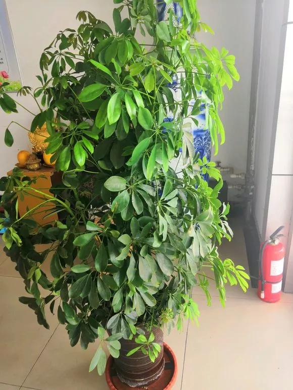 室内吸甲醛最好的10种花,吸甲醛最好的10种花卉