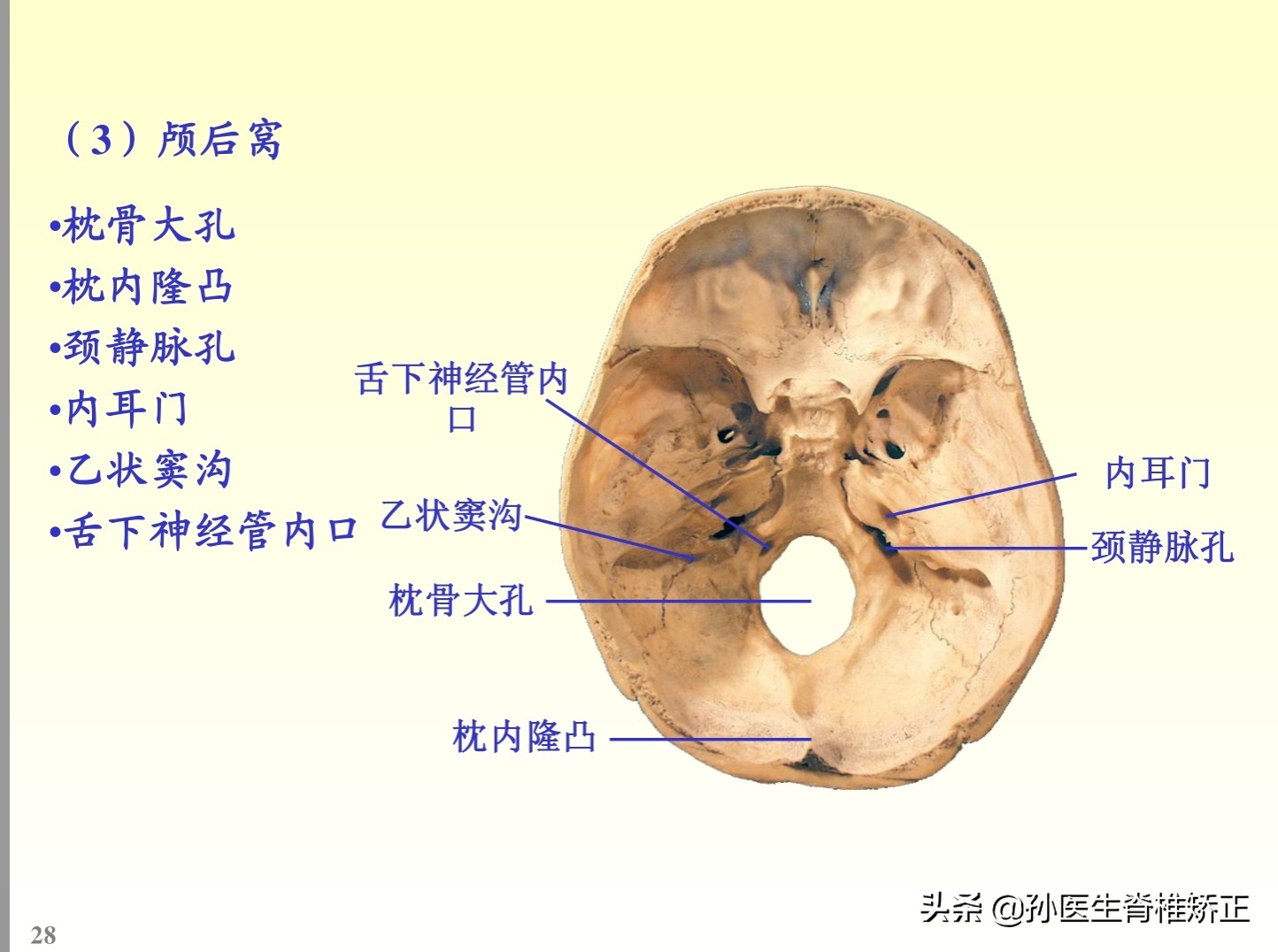 解剖学基础ppt完整版,人体系统解剖学ppt完整版