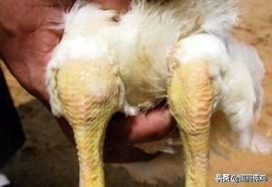 养鸡葡萄球菌怎么治,鸡葡萄球菌病防治