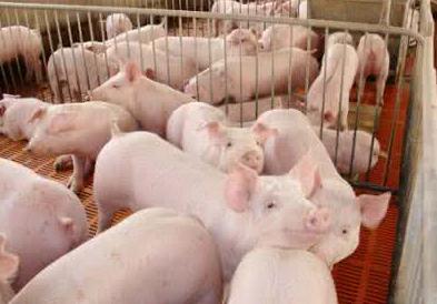 猪上呼吸道感染首选用药,猪的呼吸道传染病有哪些